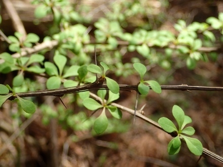 P3291899メギ (440x330).jpg