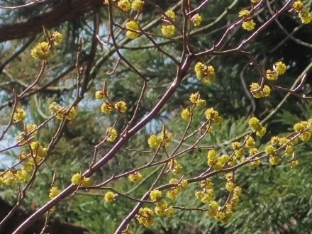 P3292024アブラチャン (440x330).jpg