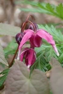 P3293800 (207x310).jpg