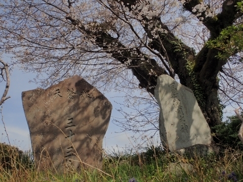 P3300741 Ƌ{m.JPG