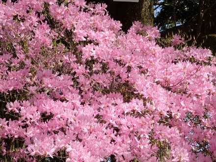 P3312190ミツバツツジ (440x330).jpg