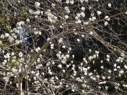 P3312237コブシ (440x330).jpg