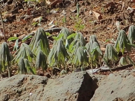 P3312279ヤブレガサ (440x330).jpg