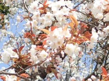 P3312282ヤマザクラ (440x330).jpg