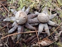 P4020929 c`Os.JPG