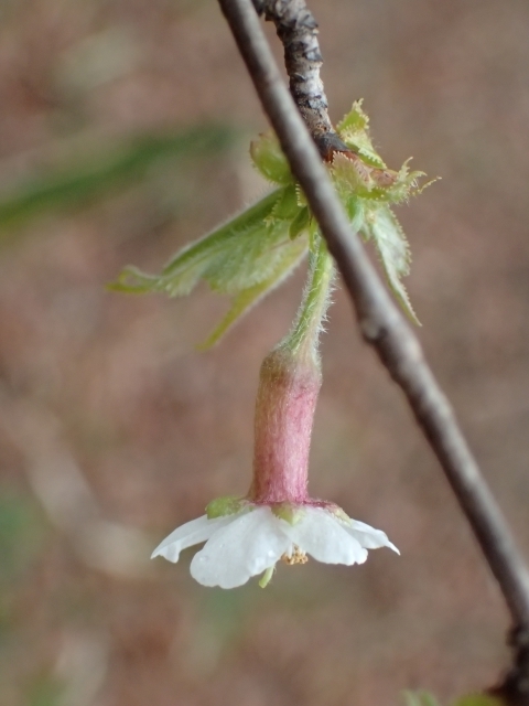 P4020949 `EWTNm.JPG
