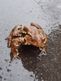 P4030995 qLKGs.JPG