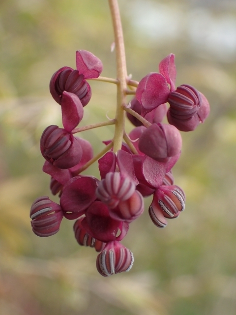 P4081214 SEAPr ΂ӂꂠZ^[Om.JPG