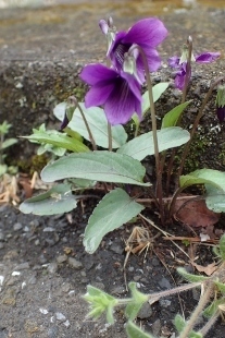 P4083981 (207x310).jpg