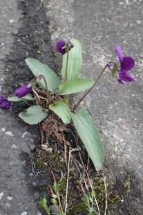 P4083984 (207x310).jpg