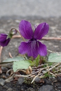 P4083985 (207x310).jpg