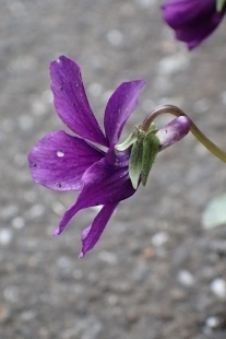 P4083989 (207x310).jpg