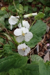 P4083997 (207x310).jpg