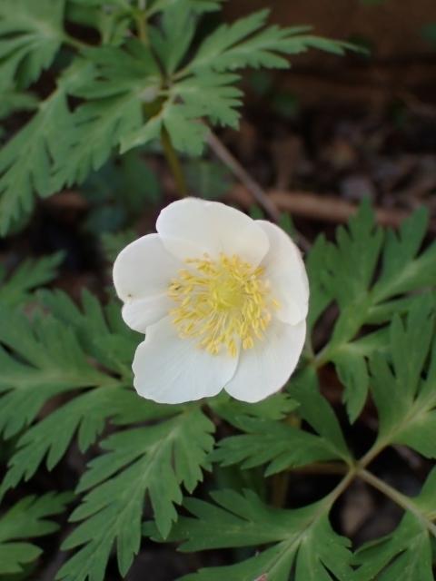P4091231 C`\Em.JPG