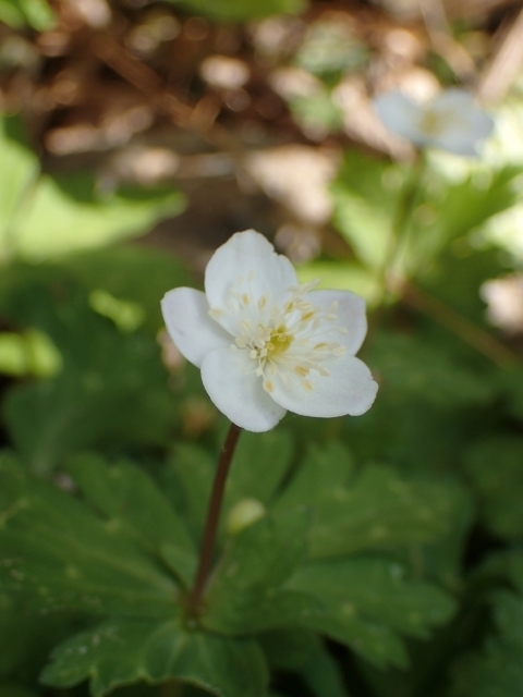 P4091233 j\Em.JPG