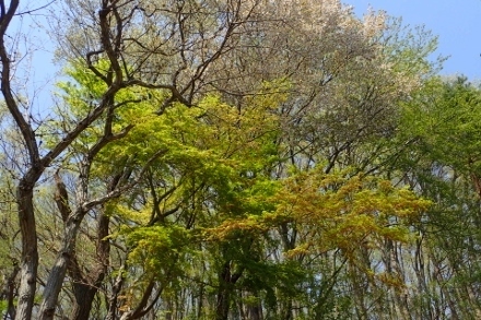 P4134014 (440x293).jpg