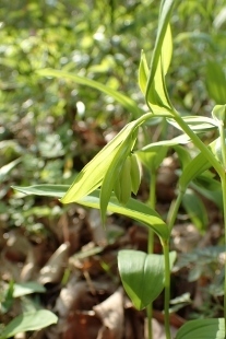P4144027 (207x310).jpg