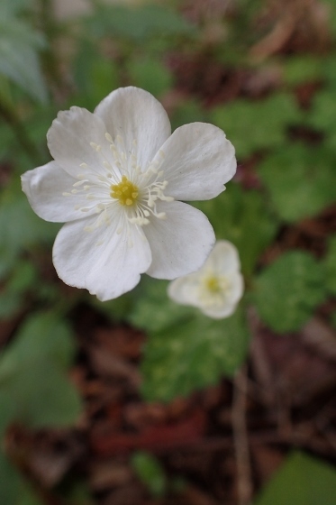 P4144069 (373x560).jpg