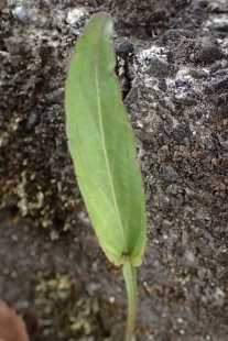 P4174137 (207x310).jpg