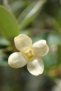 P4184160 (207x310).jpg