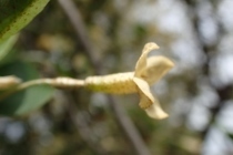 P4184163 (210x140).jpg