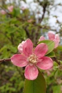 P4184165 (207x310).jpg