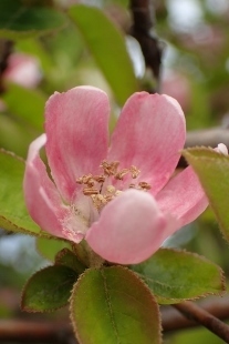 P4184166 (207x310).jpg