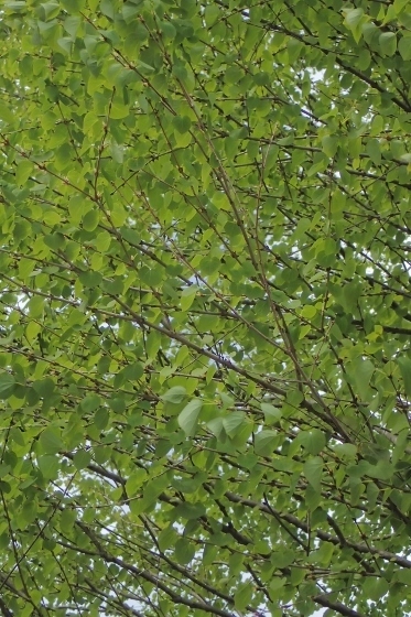 P4184167 (373x560).jpg