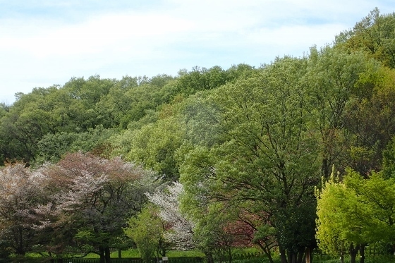 P4184169 (560x373).jpg