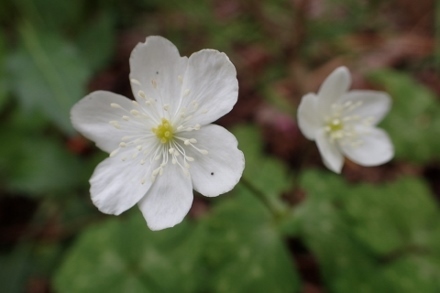 P4184185 (440x293).jpg