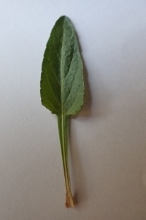 P4194187 (207x310).jpg