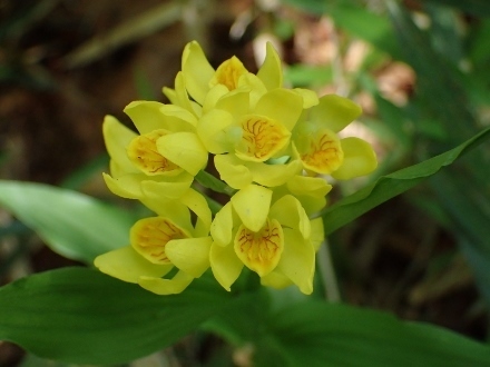 P4200421キンラン (440x330).jpg