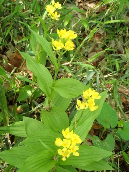 P4200448キンラン (443x590).jpg