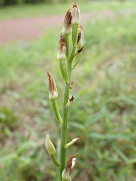 P4240686ササバギンラン (443x590).jpg