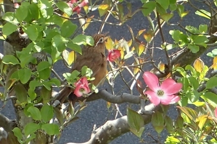 P4244192 (440x293).jpg