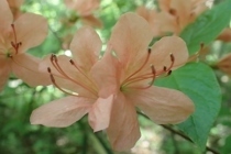 P4254261 (210x140).jpg
