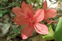P4254264 (210x140).jpg