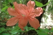 P4254268 (210x140).jpg