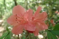 P4254273 (210x140).jpg