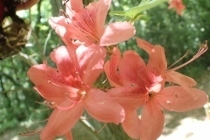 P4254275 (210x140).jpg