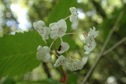 P4254281オトコヨウゾメ (440x293).jpg