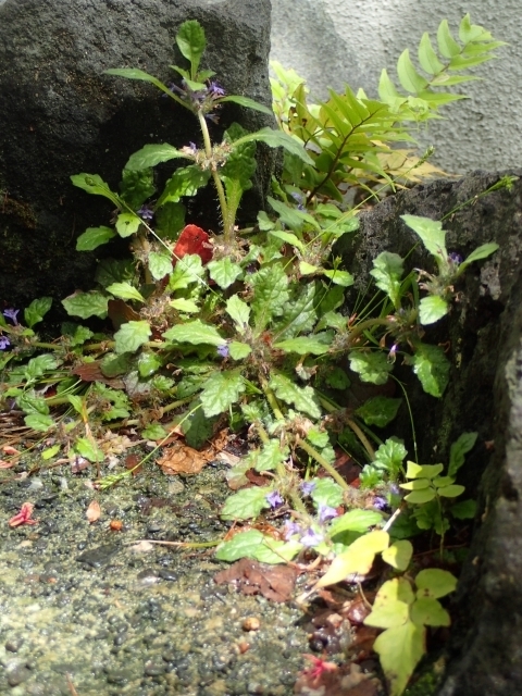 P4255299 WEjL\EHm.JPG