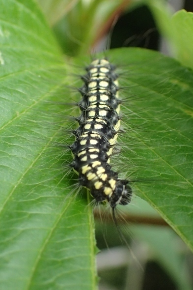 P4270891キアシドクガ (393x590).jpg