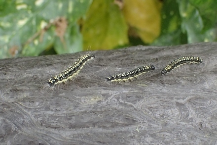 P4270900キアシドクガ (440x293).jpg
