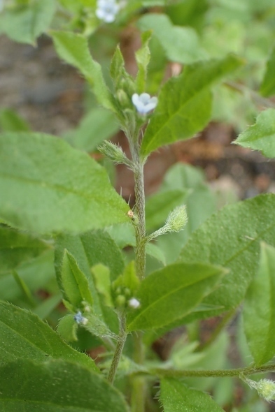 P4270940ハナイバナ (393x590).jpg