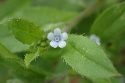 P4270942ハナイバナ (440x293).jpg