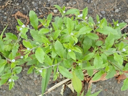 P4270943ハナイバナ (440x330).jpg
