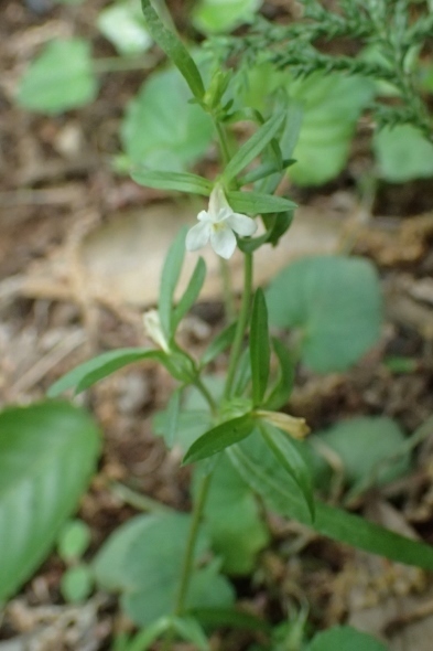 P4270950クチナシグサ (393x590).jpg