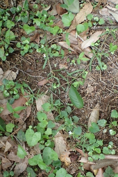 P4270953クチナシグサ (393x590).jpg