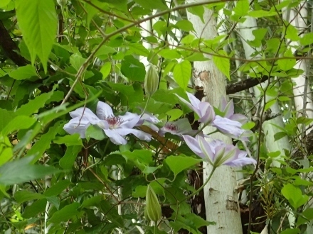 P4270969 (440x330).jpg